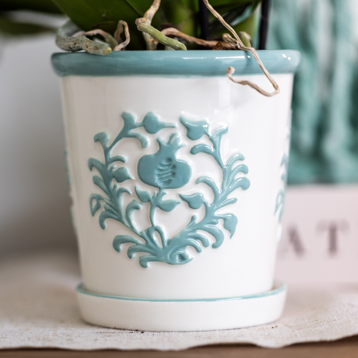 Kolibri Home I Malaga pot en pot Ø9cm. Plante verte type Kolibri Home I Malaga pot, livrée en pot, idéale pour intérieur lumineux. – Image 2
