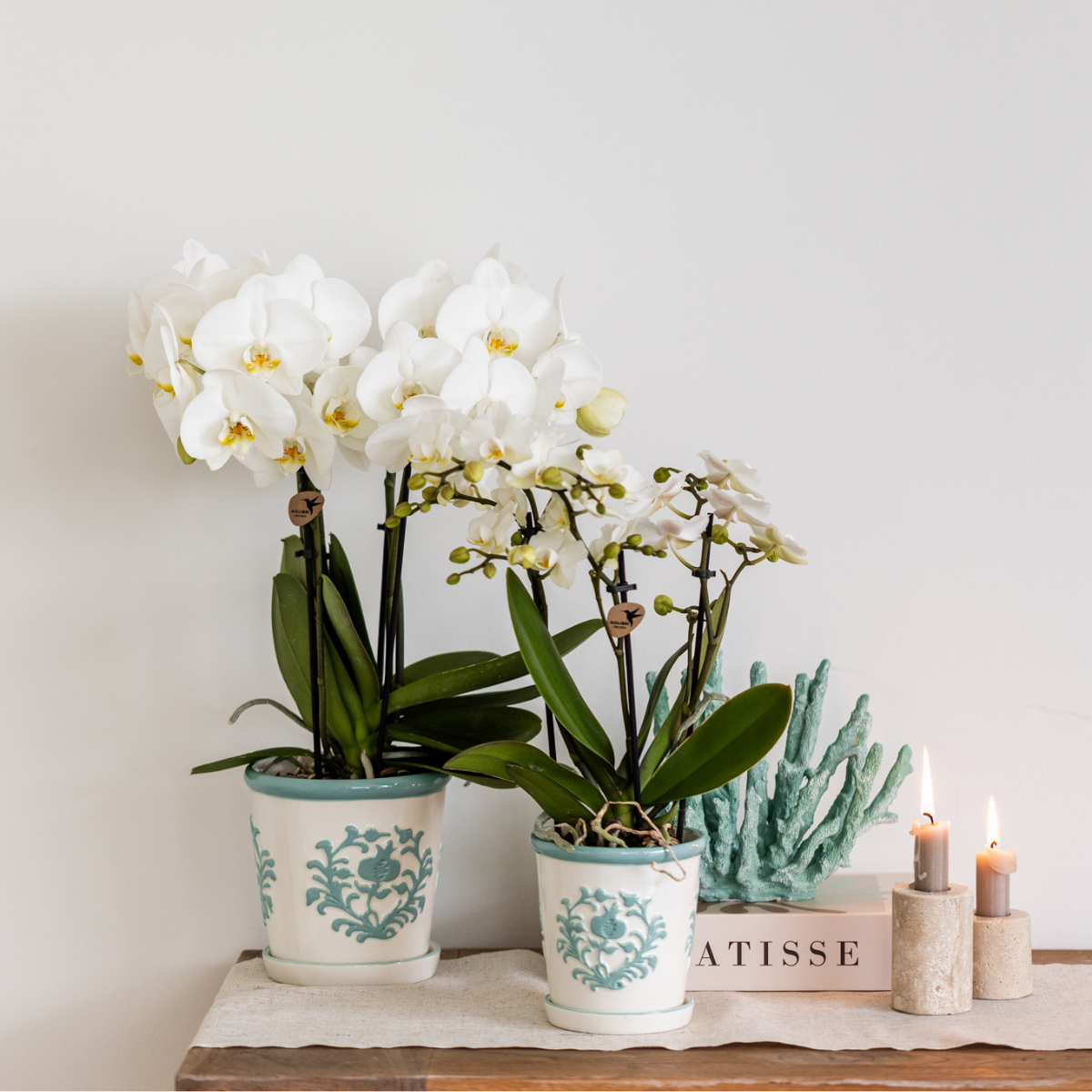 Kolibri Home I Malaga pot en pot Ø9cm. Plante verte type Kolibri Home I Malaga pot, livrée en pot, idéale pour intérieur lumineux. – Image 3