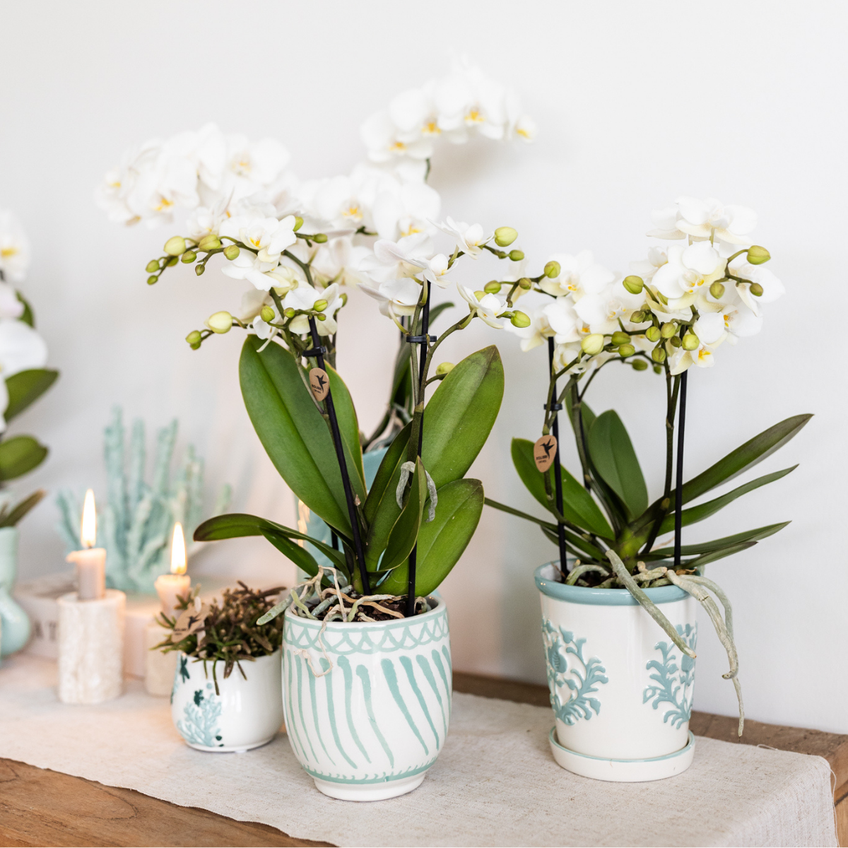 Kolibri Home I Malaga pot en pot Ø9cm. Plante verte type Kolibri Home I Malaga pot, livrée en pot, idéale pour intérieur lumineux. – Image 4