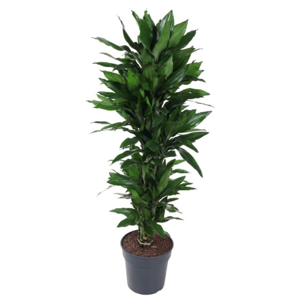 Dracaena Janet Lind vertakt en pot Ø27cm. Plante verte type Dracaena Janet Lind vertakt, livrée en pot, idéale pour intérieur lumineux.