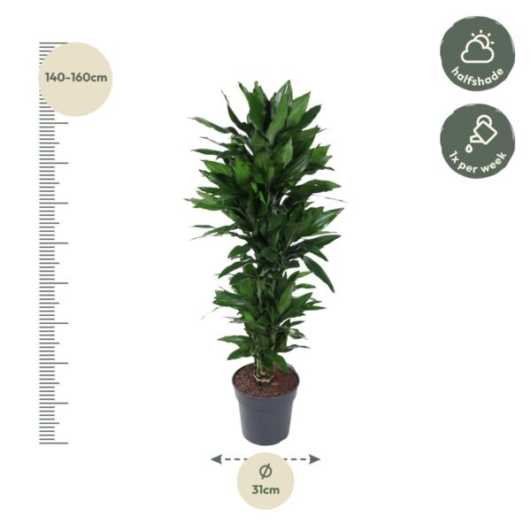 Dracaena Janet Lind vertakt en pot Ø27cm. Plante verte type Dracaena Janet Lind vertakt, livrée en pot, idéale pour intérieur lumineux. – Image 2