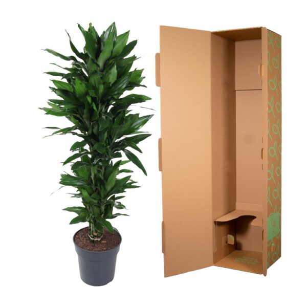 Dracaena Janet Lind vertakt en pot Ø27cm. Plante verte type Dracaena Janet Lind vertakt, livrée en pot, idéale pour intérieur lumineux. – Image 3