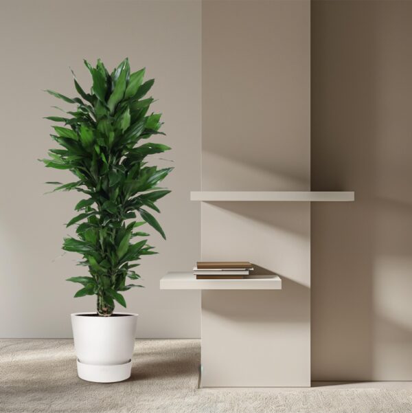 Dracaena Janet Lind vertakt en pot Ø27cm. Plante verte type Dracaena Janet Lind vertakt, livrée en pot, idéale pour intérieur lumineux. – Image 4