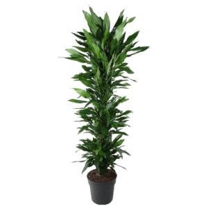 Dracaena Janet Lind vertakt en pot Ø34cm. Plante verte type Dracaena Janet Lind vertakt, livrée en pot, idéale pour intérieur lumineux.