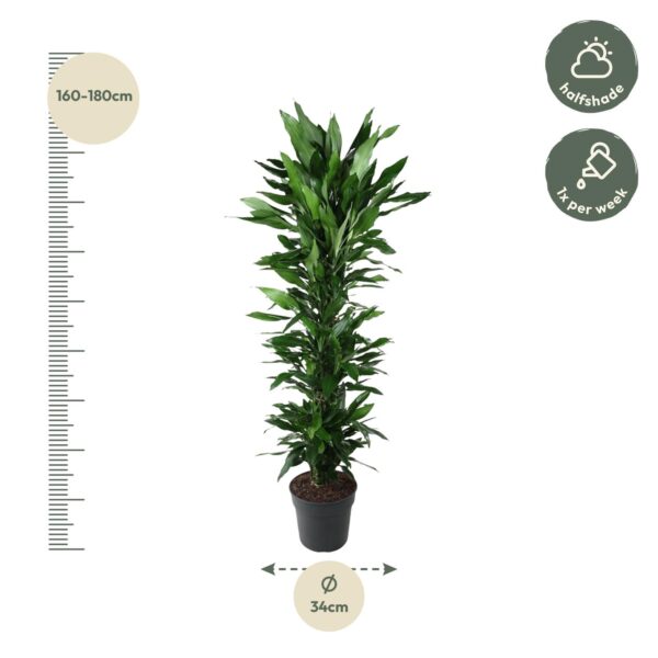 Dracaena Janet Lind vertakt en pot Ø34cm. Plante verte type Dracaena Janet Lind vertakt, livrée en pot, idéale pour intérieur lumineux. – Image 2