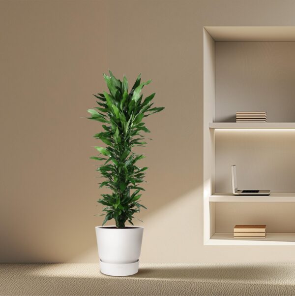 Dracaena Janet Lind vertakt en pot Ø34cm. Plante verte type Dracaena Janet Lind vertakt, livrée en pot, idéale pour intérieur lumineux. – Image 4