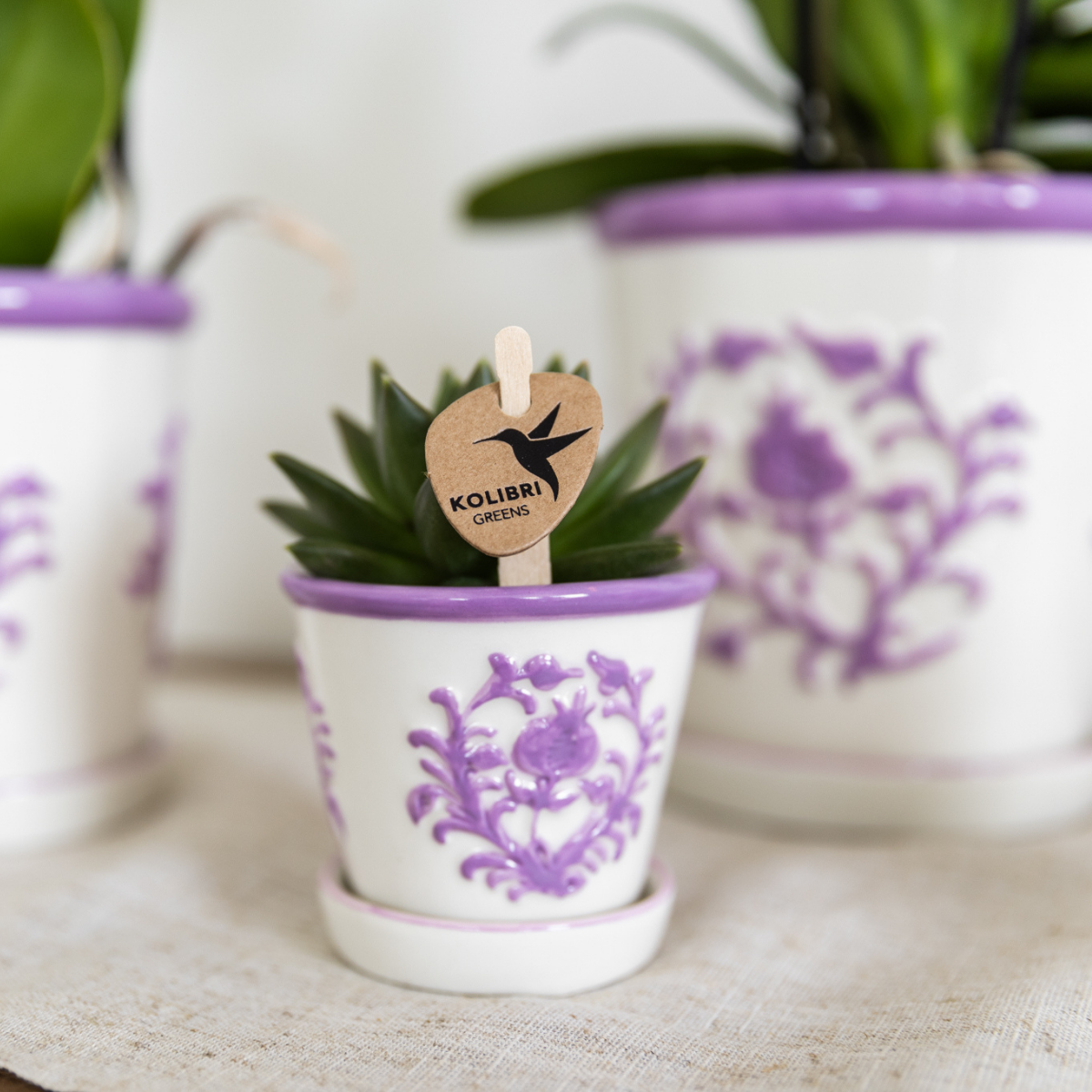 Kolibri Home I Malaga pot en pot Ø6cm. Plante verte type Kolibri Home I Malaga pot, livrée en pot, idéale pour intérieur lumineux. – Image 2