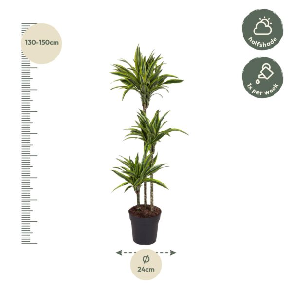 Dracaena Lemon Lime en pot Ø24cm. Plante verte type Dracaena Lemon Lime, livrée en pot, idéale pour intérieur lumineux. – Image 2