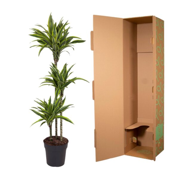 Dracaena Lemon Lime en pot Ø24cm. Plante verte type Dracaena Lemon Lime, livrée en pot, idéale pour intérieur lumineux. – Image 3