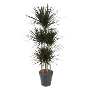 Dracaena Magenta Carrousel en pot Ø31cm. Plante verte type Dracaena Magenta Carrousel, livrée en pot, idéale pour intérieur lumineux.