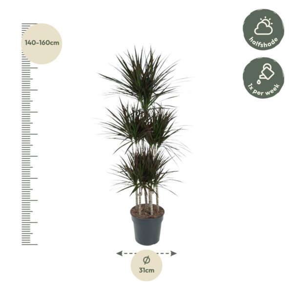 Dracaena Magenta Carrousel en pot Ø31cm. Plante verte type Dracaena Magenta Carrousel, livrée en pot, idéale pour intérieur lumineux. – Image 2