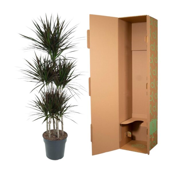 Dracaena Magenta Carrousel en pot Ø31cm. Plante verte type Dracaena Magenta Carrousel, livrée en pot, idéale pour intérieur lumineux. – Image 3