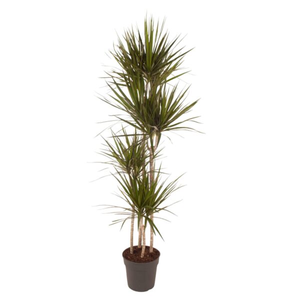 Dracaena Marginata en pot Ø27cm. Plante verte type Dracaena Marginata, livrée en pot, idéale pour intérieur lumineux.