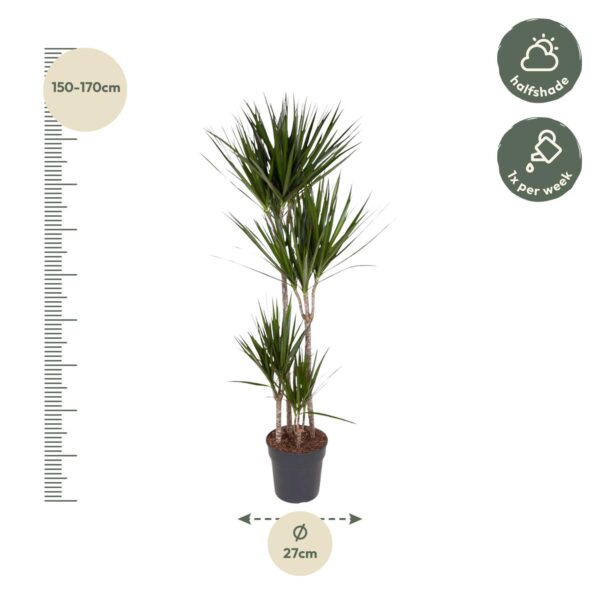 Dracaena Marginata en pot Ø27cm. Plante verte type Dracaena Marginata, livrée en pot, idéale pour intérieur lumineux. – Image 2
