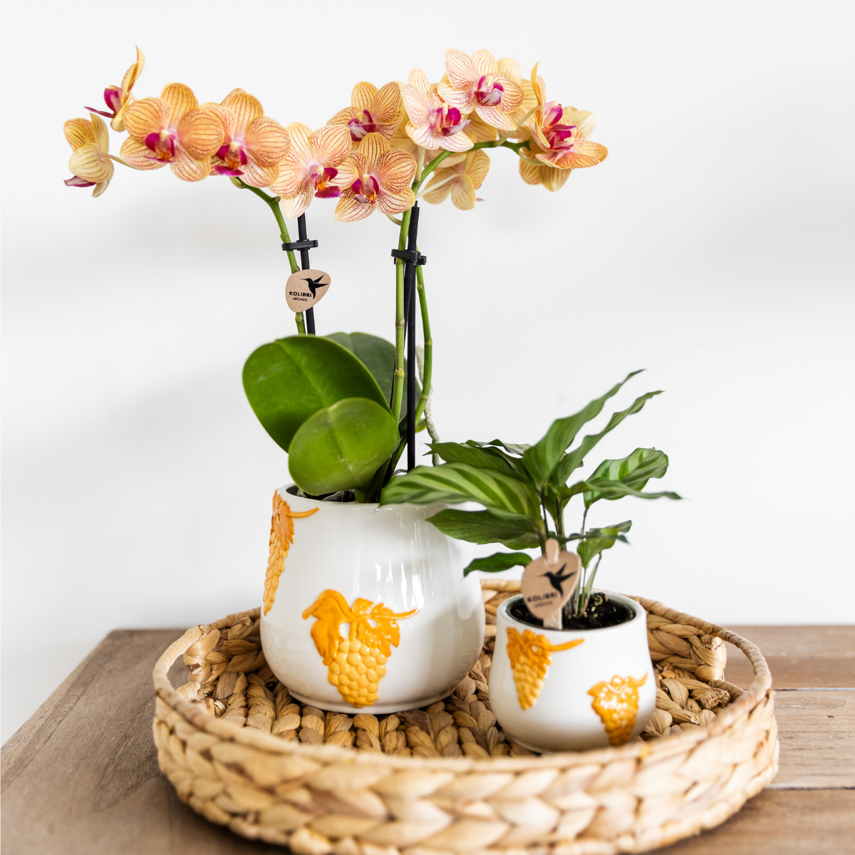 Kolibri Home I Grape pot en pot Ø6cm. Plante verte type Kolibri Home I Grape pot, livrée en pot, idéale pour intérieur lumineux.