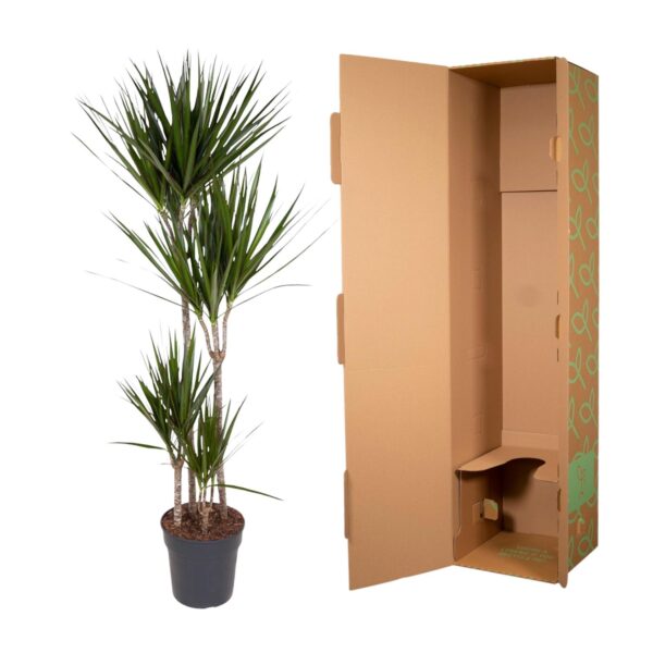 Dracaena Marginata en pot Ø27cm. Plante verte type Dracaena Marginata, livrée en pot, idéale pour intérieur lumineux. – Image 3