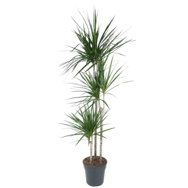 Dracaena Marginata en pot Ø24cm. Plante verte type Dracaena Marginata, livrée en pot, idéale pour intérieur lumineux.