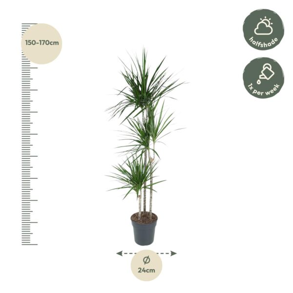 Dracaena Marginata en pot Ø24cm. Plante verte type Dracaena Marginata, livrée en pot, idéale pour intérieur lumineux. – Image 2