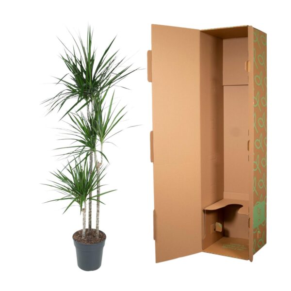 Dracaena Marginata en pot Ø24cm. Plante verte type Dracaena Marginata, livrée en pot, idéale pour intérieur lumineux. – Image 3