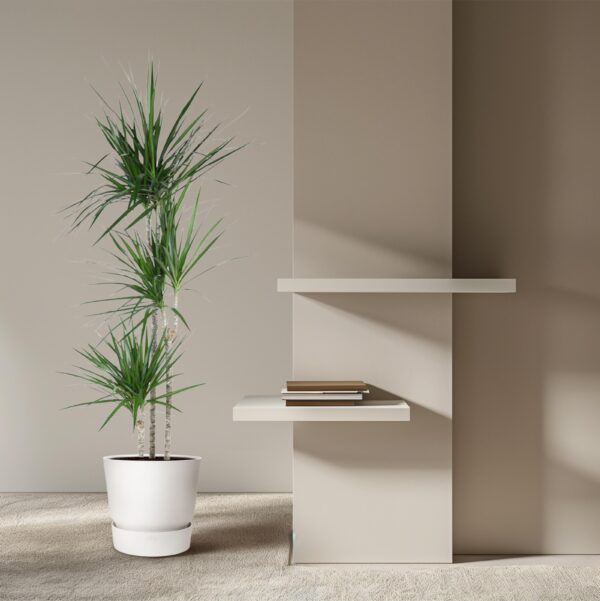Dracaena Marginata en pot Ø24cm. Plante verte type Dracaena Marginata, livrée en pot, idéale pour intérieur lumineux. – Image 4