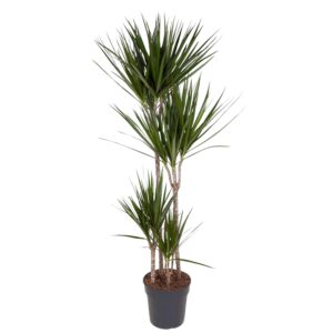 Dracaena Marginata en pot Ø27cm. Plante verte type Dracaena Marginata, livrée en pot, idéale pour intérieur lumineux.