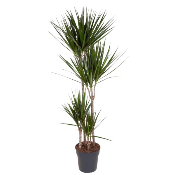 Dracaena Marginata en pot Ø27cm. Plante verte type Dracaena Marginata, livrée en pot, idéale pour intérieur lumineux.