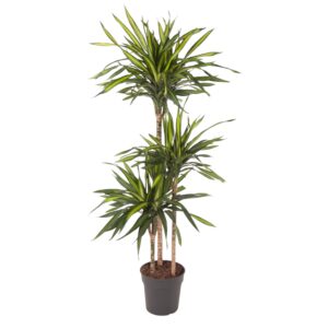 Dracaena Riki en pot Ø24cm. Plante verte type Dracaena Riki, livrée en pot, idéale pour intérieur lumineux.