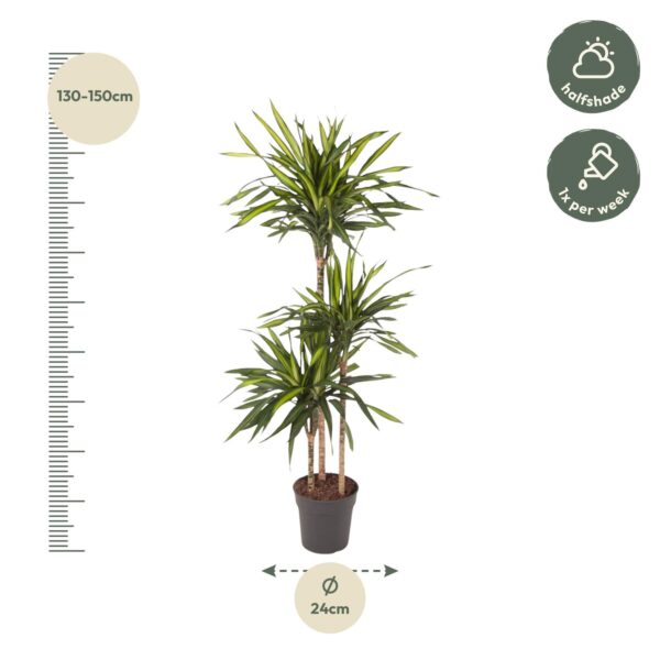 Dracaena Riki en pot Ø24cm. Plante verte type Dracaena Riki, livrée en pot, idéale pour intérieur lumineux. – Image 2