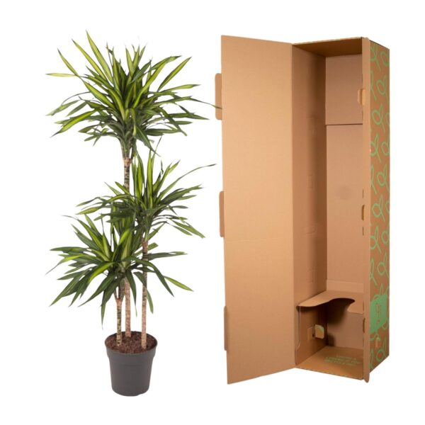 Dracaena Riki en pot Ø24cm. Plante verte type Dracaena Riki, livrée en pot, idéale pour intérieur lumineux. – Image 3