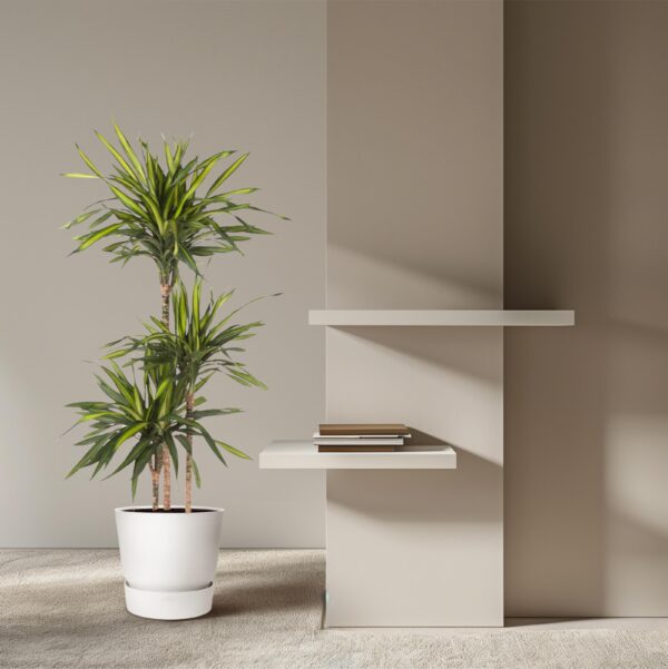 Dracaena Riki en pot Ø24cm. Plante verte type Dracaena Riki, livrée en pot, idéale pour intérieur lumineux. – Image 4