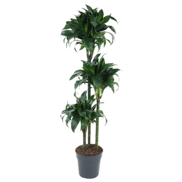 Dracaena Tatuade en pot Ø24cm. Plante verte type Dracaena Tatuade, livrée en pot, idéale pour intérieur lumineux.