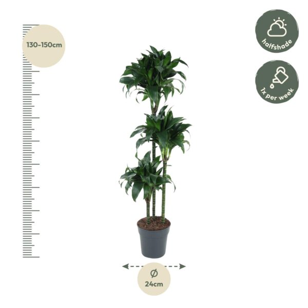 Dracaena Tatuade en pot Ø24cm. Plante verte type Dracaena Tatuade, livrée en pot, idéale pour intérieur lumineux. – Image 2