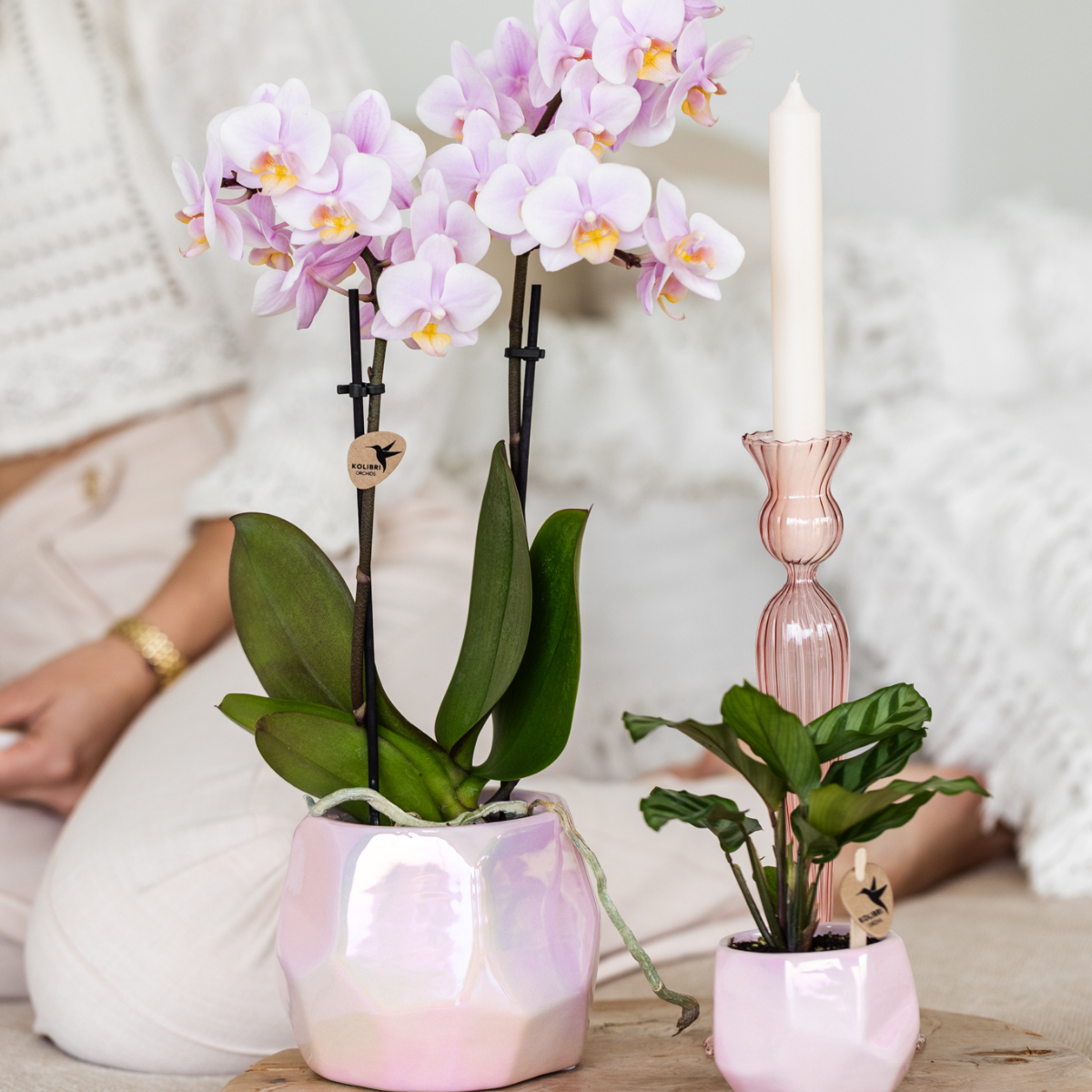 Kolibri Home I Pearl pot en pot Ø6cm. Plante verte type Kolibri Home I Pearl pot, livrée en pot, idéale pour intérieur lumineux. – Image 2