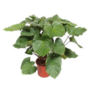 Homalomena Rubescens Maggy en pot Ø34cm. Plante verte type Homalomena Rubescens Maggy, livrée en pot, idéale pour intérieur lumineux.