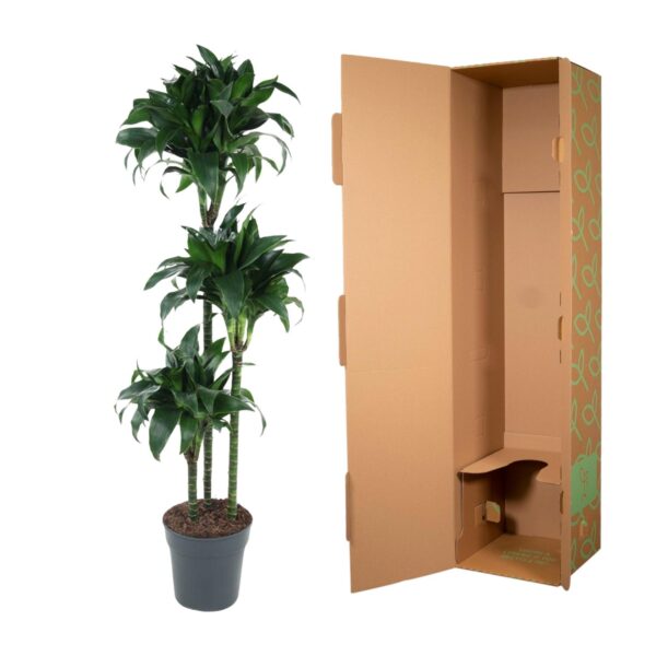 Dracaena Tatuade en pot Ø24cm. Plante verte type Dracaena Tatuade, livrée en pot, idéale pour intérieur lumineux. – Image 3