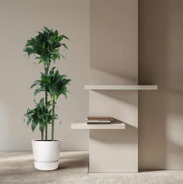 Dracaena Tatuade en pot Ø24cm. Plante verte type Dracaena Tatuade, livrée en pot, idéale pour intérieur lumineux. – Image 4