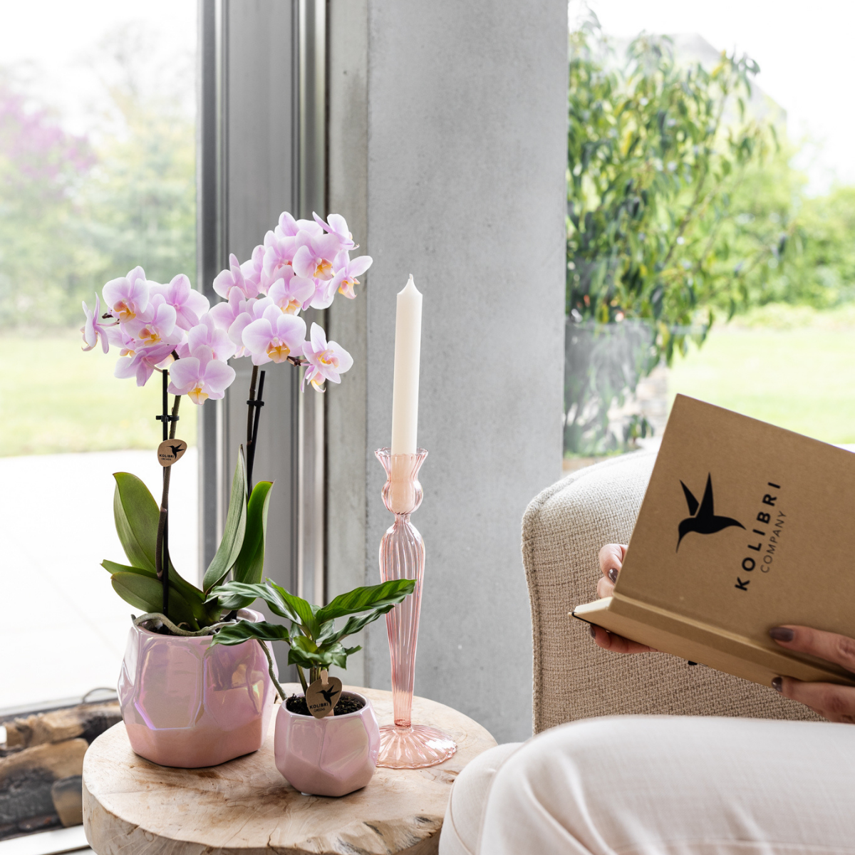 Kolibri Home I Pearl pot en pot Ø6cm. Plante verte type Kolibri Home I Pearl pot, livrée en pot, idéale pour intérieur lumineux. – Image 4