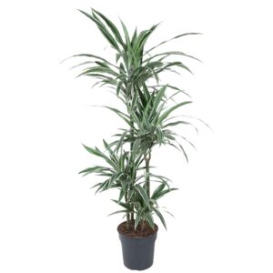 Dracaena Warneckei en pot Ø30cm. Plante verte type Dracaena Warneckei, livrée en pot, idéale pour intérieur lumineux.