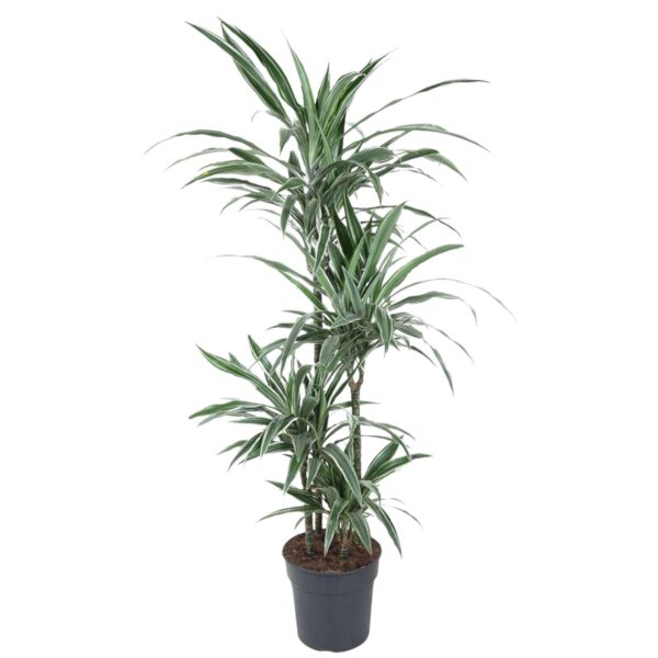 Dracaena Warneckei en pot Ø30cm. Plante verte type Dracaena Warneckei, livrée en pot, idéale pour intérieur lumineux.