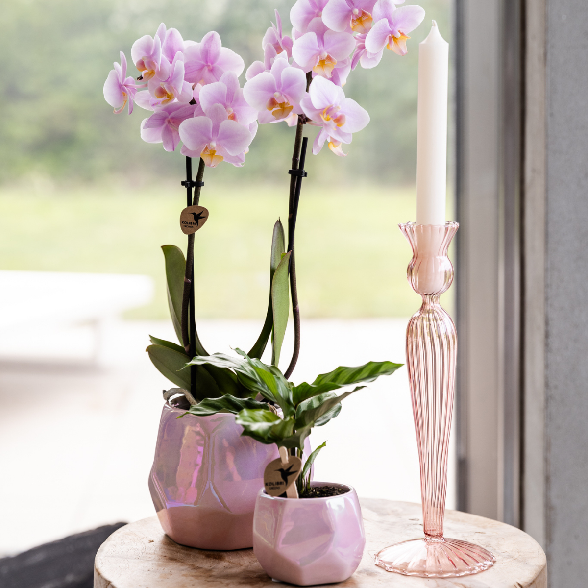 Kolibri Home I Pearl pot en pot Ø6cm. Plante verte type Kolibri Home I Pearl pot, livrée en pot, idéale pour intérieur lumineux. – Image 5
