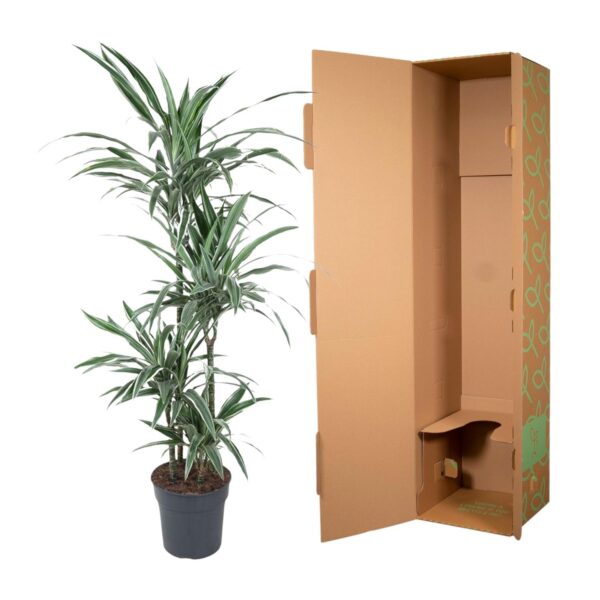 Dracaena Warneckei en pot Ø30cm. Plante verte type Dracaena Warneckei, livrée en pot, idéale pour intérieur lumineux. – Image 2