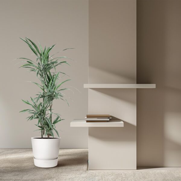 Dracaena Warneckei en pot Ø30cm. Plante verte type Dracaena Warneckei, livrée en pot, idéale pour intérieur lumineux. – Image 3