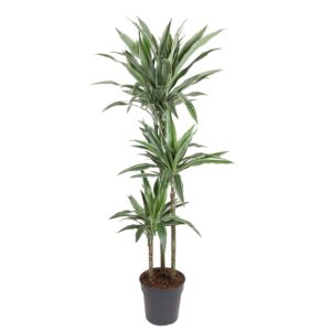 Dracaena Warneckei en pot Ø27cm. Plante verte type Dracaena Warneckei, livrée en pot, idéale pour intérieur lumineux.