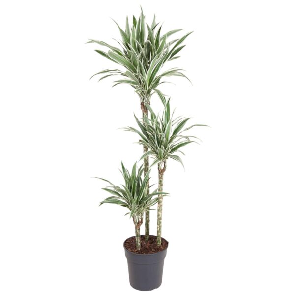 Dracaena White Stripe en pot Ø24cm. Plante verte type Dracaena White Stripe, livrée en pot, idéale pour intérieur lumineux.