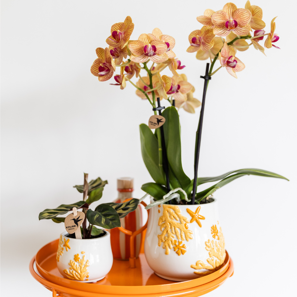 Kolibri Company en pot Ø9cm. Plante verte type Kolibri Company, livrée en pot, idéale pour intérieur lumineux. – Image 2