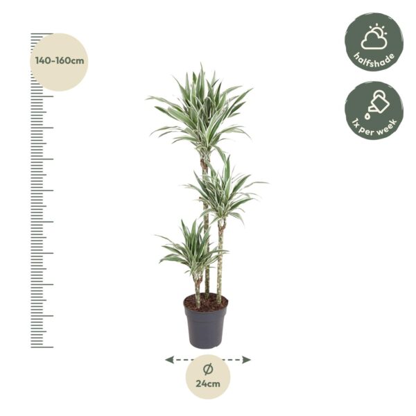 Dracaena White Stripe en pot Ø24cm. Plante verte type Dracaena White Stripe, livrée en pot, idéale pour intérieur lumineux. – Image 2