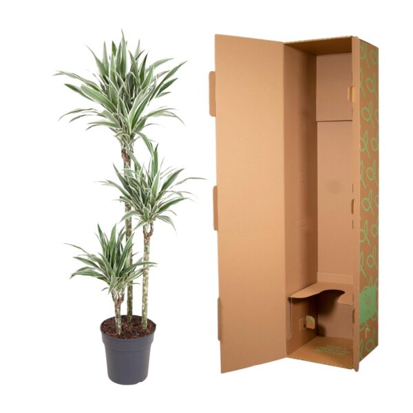 Dracaena White Stripe en pot Ø24cm. Plante verte type Dracaena White Stripe, livrée en pot, idéale pour intérieur lumineux. – Image 3