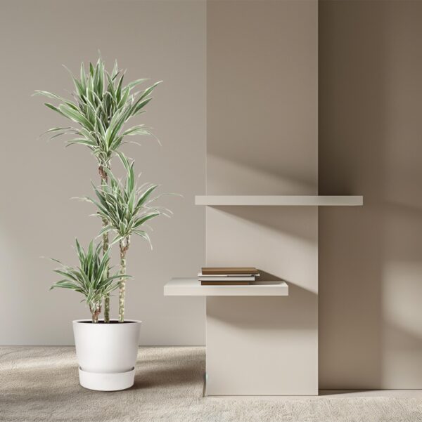 Dracaena White Stripe en pot Ø24cm. Plante verte type Dracaena White Stripe, livrée en pot, idéale pour intérieur lumineux. – Image 4