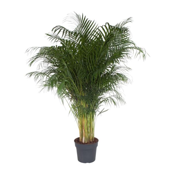 Dypsis Lutescens en pot Ø34cm. Plante verte type Dypsis Lutescens, livrée en pot, idéale pour intérieur lumineux.