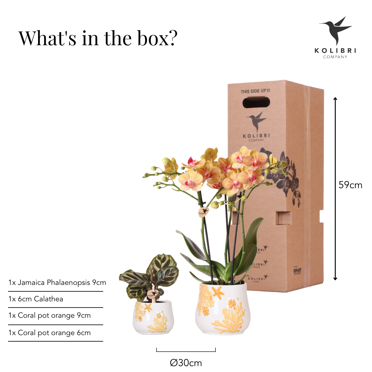 Kolibri Company en pot Ø9cm. Plante verte type Kolibri Company, livrée en pot, idéale pour intérieur lumineux. – Image 6